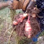 Oca Ernte und Verwendung in der Kuche Beitragsbild