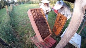 Bienenhaltung in der Bienenkiste