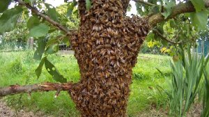 Bienenschwarm am Baum