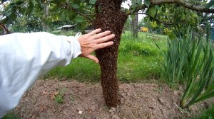 Bienenschwarm am Baumstamm