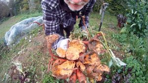 Suesskartoffelernte im Garten