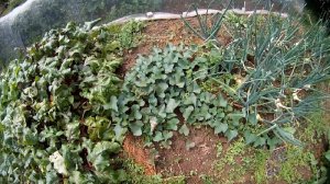 Suesskartoffeln im Garten anbauen