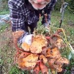 Suesskartofffeln im Garten Beitragsbild
