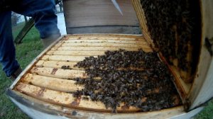 Bienen ueberwintern