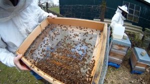 tote Bienen auf dem Gitterboden