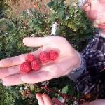 Herbst Himbeeren im Garten anbauen Beitragsbild