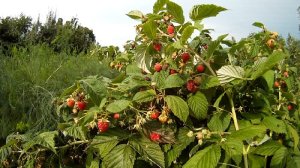 Himbeeren