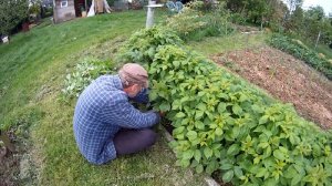 Himbeeren auslichten