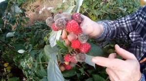 Himbeeren schimmeln