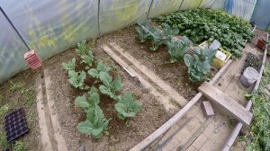 Kohlrabi im Garten anbauen