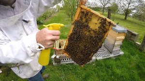 Bienen mit Milchsaeure behandeln