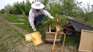 Bienenschwarm am 1 Mai