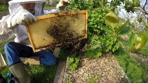 Bienenschwarm locken