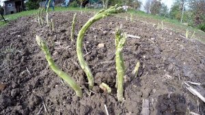 Spargel im Garten