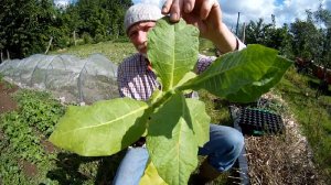 Tabak im Garten anbauen