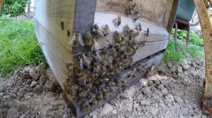 sterzelnde Bienen