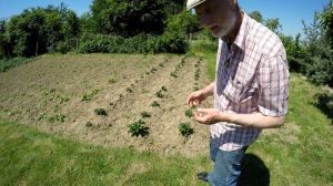 Wann Erdbeeren pflanzen