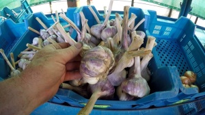 Knoblauch im Hofladen der Gartenoase