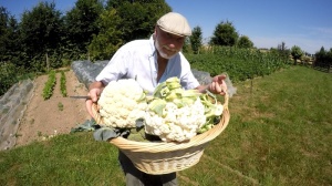 Blumenkohl Ernte