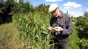 Hirse im Garten anbauen