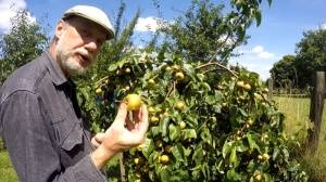 Nashi im Garten anbauen