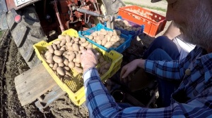 Kartoffelpflanzmaschine
