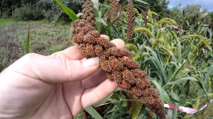 Hirse Herbstfeuer