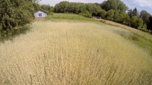 Weizenfeld im Garten