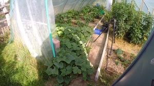 Zitronengurke im Garten anbauen