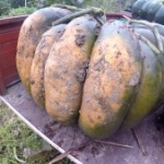 Melonen pflanzen Kuerbis ernten Beitragsbild