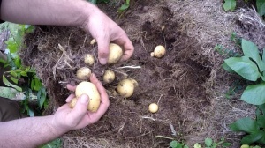 Kartoffeln alternativ anbauen