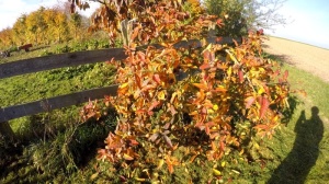 Mispelbaum im Herbst