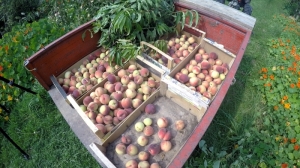 Pfirsischernte im Garten