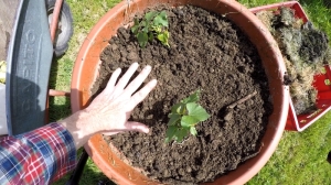 Zuerst hatte ich ja die Befuerchtung,  zwei Pflanzen in diesem Topf waeren zu viel. Ist aber nicht so gewesen. Die haben sich prima gemacht.