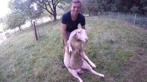 Schafe fangen