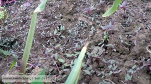 Roter Meier im Garten