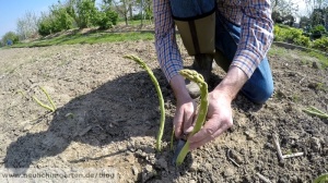 Spargel ernten