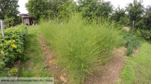 Spargel im Garten anbauen