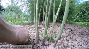 Spargel selbst anbauen