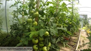 Tomaten im Gewaechshaus