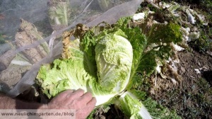 Chinakohl im Garten