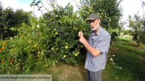 Quitten im Garten anbauen