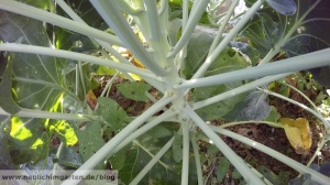 Rosenkohl im Garten