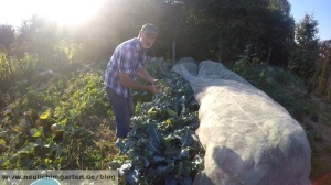 Brokkoli im Garten anbauen