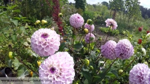 Und wer weder mit Gemuese noch mit Rasen etwas anfangen kann, dem bieten sich Blumen an.