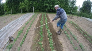 Kohl anhaeufeln