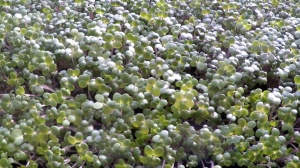Microgreens selbst anbauen im Winter