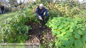 Rhabarber im Garten