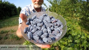 Kamchatkabeeren ernten