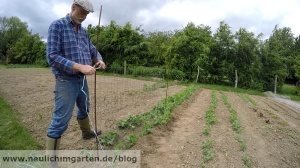 Rankgeruest fuer Erbsen